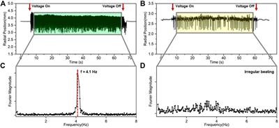 Electrically driven heartbeat effect of gallium-based liquid metal on a ratchet